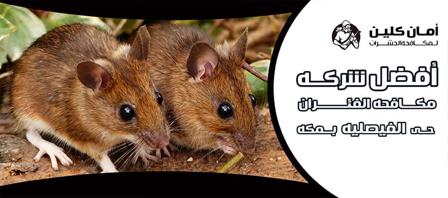 شركة مكافحة الفئران حي الفيصلية بمكة
